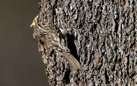 Brown Creeper building a nest