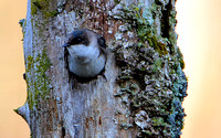 Nesting Tree Swallow
