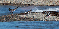 American Oystercatchers Landing