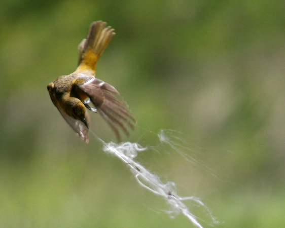 Baltimore Oriole (female) Gathering Nesting Materials