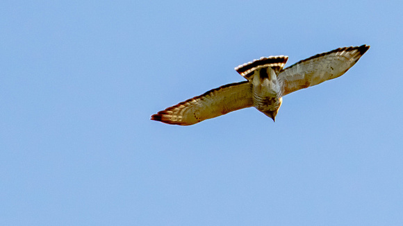 Broad-winged Hawk (Buteo platypterus), light adult