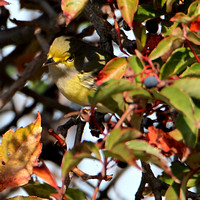 White-eyed Vireo (first year)