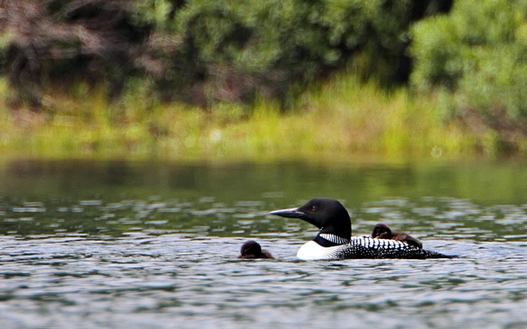 Common Loon with 5 day old hatchlings