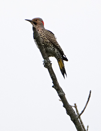 Male Northern Flicker on the Lookout