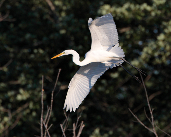 Great Egret flying in to roost