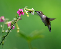 Ruby-throated Hummingbird on Nicotiana
