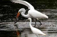 Great Egret (Ardea alba) catching a fish as Immature Little Blue Heron watches