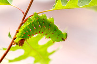 Polyphemus Moth Caterpillar (Antheraea ployphemus)