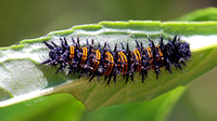 Baltimore Checkerspot (Euphydryas phaeton) Caterpillar