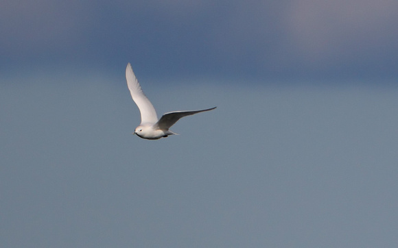 Ivory Gull in Flight