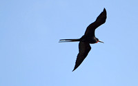 Magnificent Frigate Bird Arrival Greeting