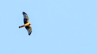 Cooper's Hawk (Acciper cooperii)