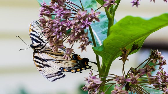 Appalachian Tiger Swallowtail (Pterourus [Papilio] appalachiensis)