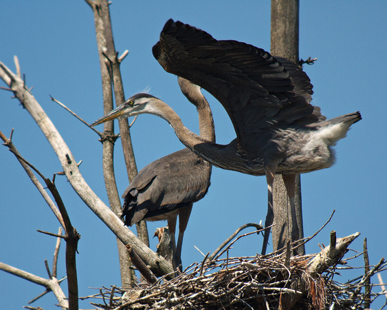 Great Blue Heron Nest with Young