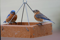 Eastern Bluebird Male & Female
