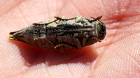 Metallic Wood-boring Beetle (Dicerca sp.) Playing Dead