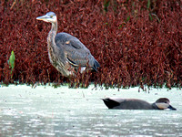 Great Blue Heron with possible Gadwall Hybrid?