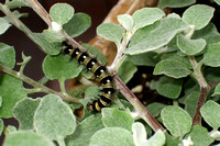 Painted Lady (Vanessa cardui) or American Lady (Vanessa virginiensis) Caterpillar?