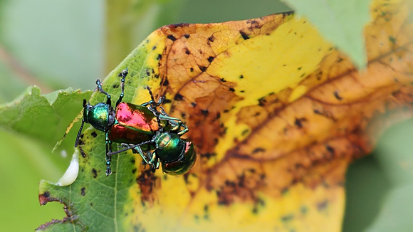 Mating Dogbane Beetles (Chrysochus auratus)
