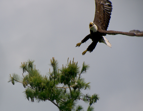 Bald Eagle Takes Flight