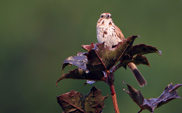 Savannah Sparrow, Song Sparrow or hybrid?