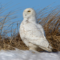 2009/02/15 Snowy Owl, Salisbury Beach