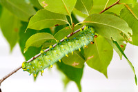 Cecropia Moth Caterpillar (Hyalophora cecropia)