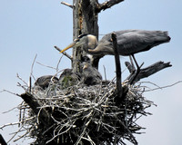 Great Blue Heron Feeding Its Young
