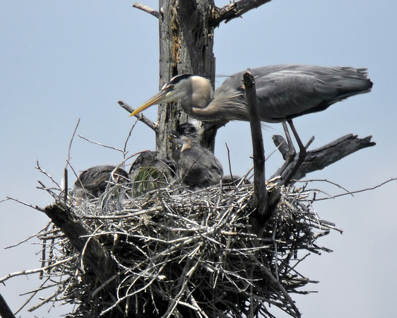 Great Blue Heron Feeding Its Young