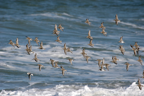 Flurry of Dunlin with one Sanderling