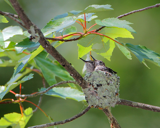 Ruby-thraoted Hummingbird Nestlings