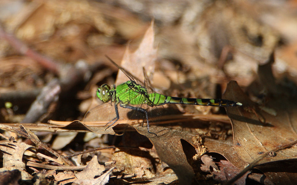 Eastern Pondhawk Dragonfly, female