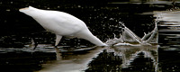 Great Egret (Ardea alba) Spash Down