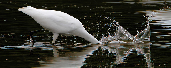 Great Egret (Ardea alba) Spash Down