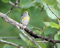 Juvenile Northern Parula Warbler