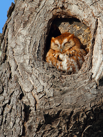 Red-phase Eastern Screech-Owl