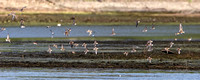 Shorebird Flurry ... can you ID these birds?