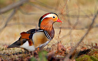 Mandarin Duck (Drake/Male)