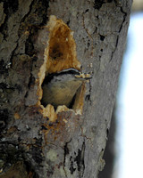 Red-breasted Nuthatch Building a Nest