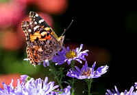 Painted Lady (Vanessa cardui) on Aster