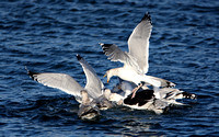 Herring & Great Black-backed Gulls