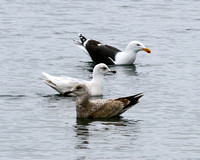 Glaucous, Great Black-backed & Herring Gulls