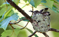 Ruby-thraoted Hummingbird Nestlings