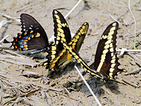 Giant Swallowtails (Papilio cresphontes) with a Spicebush Swallowtail