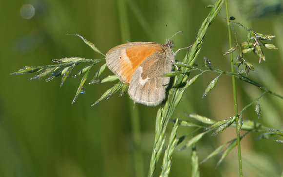 Common Ringlet Butterfly