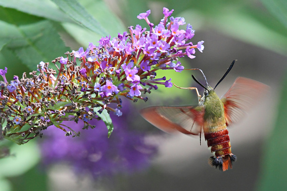 Hummingbird Clearwing Moth (Hemaris thysbe), Olive/Burgundy