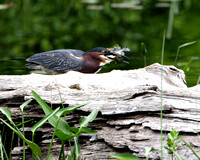 Green Heron with Blue Gill