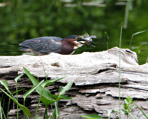 Green Heron with Blue Gill