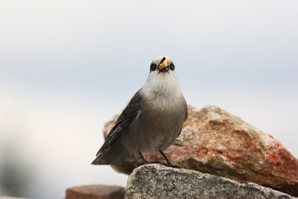 Gray Jay