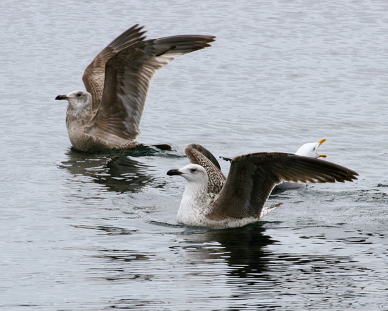 Great Black-backed Gull Tussle